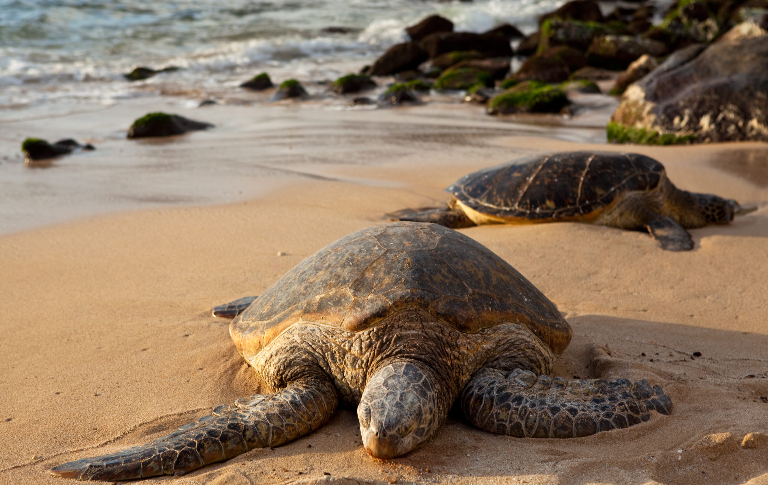 two green sea turtles on a beach