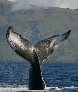 hawaii-humpback-whales